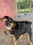 Cão