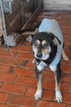 Cão
