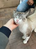 Gato