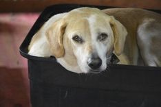 Cão