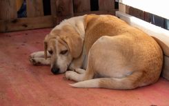 Cão
