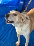 Cão