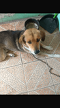 Totó