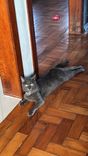 Gato
