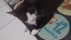 Mickey