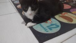 Mickey