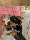 Cão