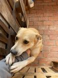 Cão