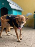 Cão