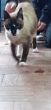 Gato