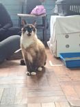 Gato