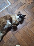 Gato