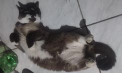 Gato