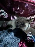 Gato