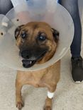 Cão