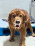Cão