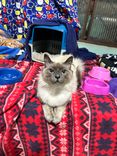 Gato