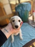Cão