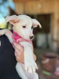 Cão