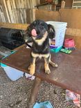 Cão