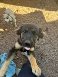 Cão