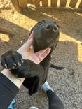 Cão
