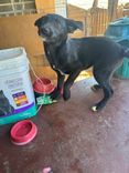 Cão