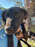 Cão