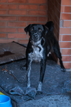Cão