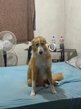 Bolinha