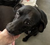 Cão