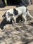 Cão
