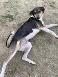 Cão