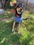 Cão