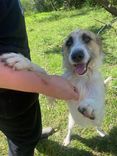 Cão