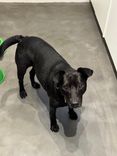 Cão