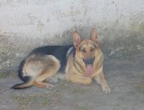 Maya