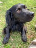 Cão