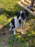 Cão