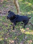 Cão