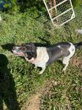 Cão