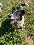 Cão