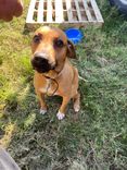 Cão