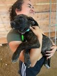 Cão