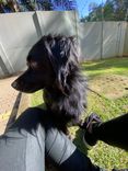 Cão