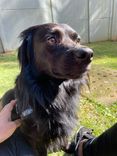 Cão