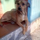Pituca