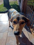 Gurizinho