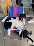 Cão