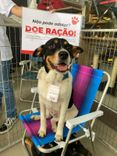 Cão